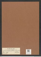 Actinoptychus heterostrophus A. Schm. (de-Toni-Nr.: Genus 227, Species 5585) Zeichnungen Sammlung Grunow Mappe 05337 (Herbarium_W_Grunow_drawings_Folder_05337)